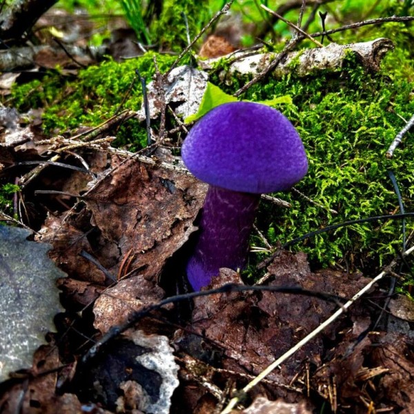 В Беларуси нашли фиолетовый гриб