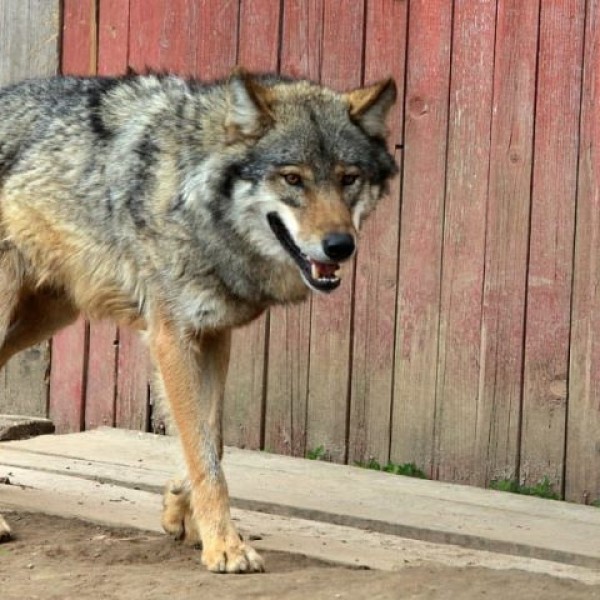 Жена сторожа, на которого напал волк, рассказала подробности