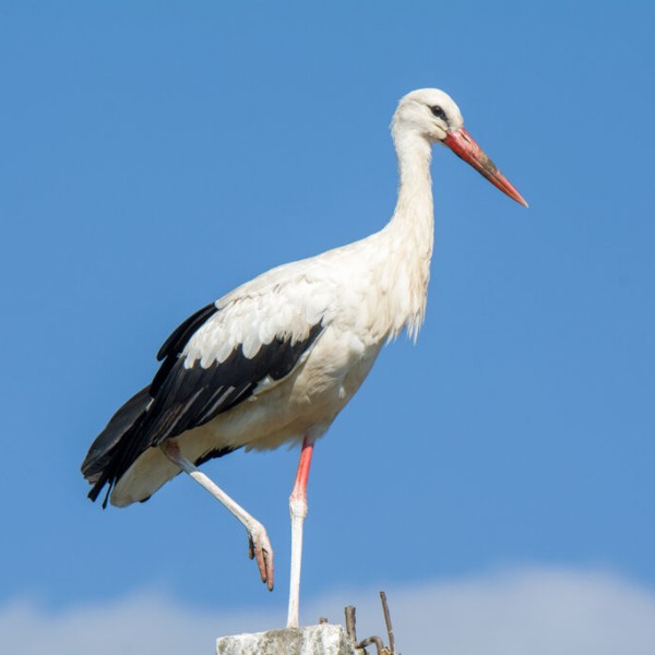 Как случайный птенец аиста превратил брестчанина в спасателя птиц