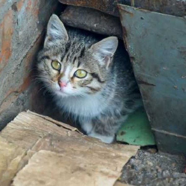 В Беларуси вводят штрафы за пропаганду бездетности, смены пола и гомосексуальных отношений