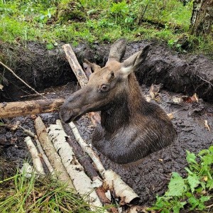 Спасатели пришли на помощь лосенку, который провалился в мелиоративный канал