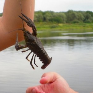 За 71 рака — более десяти тысяч штрафа. Случай в Беларуси