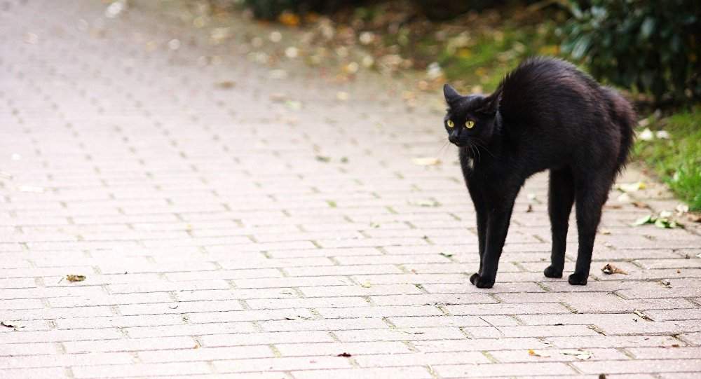 Чёрный кот