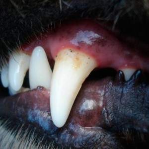 В Беларуси две овчарки насмерть загрызли мужчину