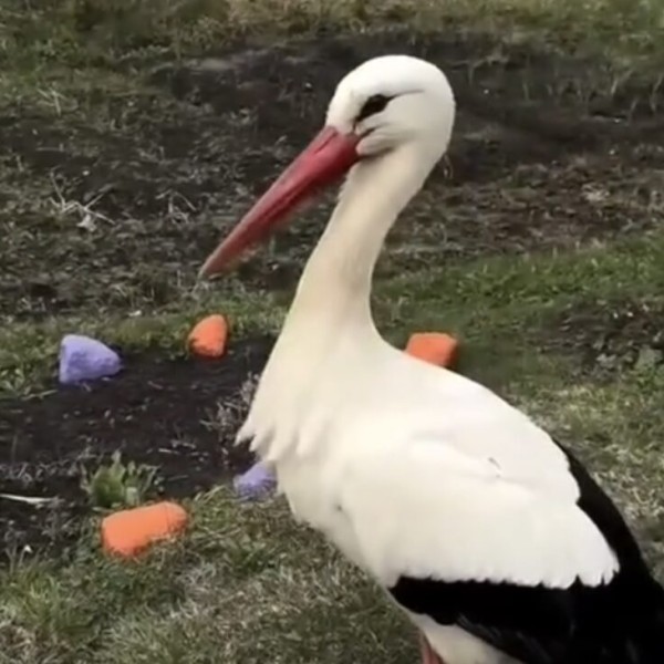 Три важных нюанса о пособии по беременности и родам, которые стоит знать