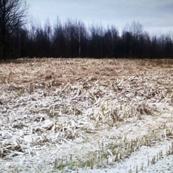 Какое наказание получил директор одного из белорусских сельхозпредприятий за уничтожение урожая кукурузы?