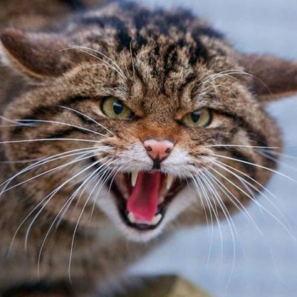 В Беларуси бездомный кот покусал нескольких человек – у животного было бешенство