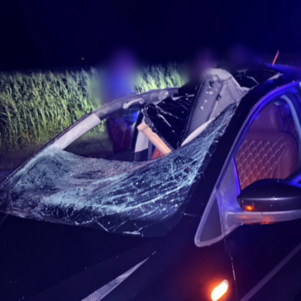 В Ивановском районе автомобиль сбил лося