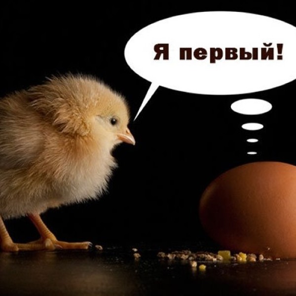 Белорусская кошка решила, что она курица — и «усыновила» 90 цыплят