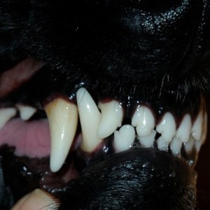 В Беларуси собака загрызла пенсионера