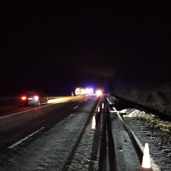 На дорогах Беларуси за год погибли более 5 тысяч диких животных