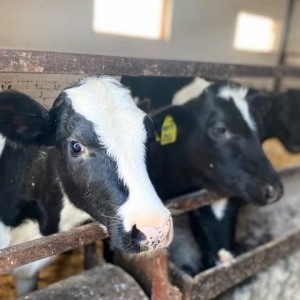 Сторож бросил сигарету и сжег 30 телят на ферме