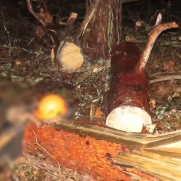 В Беларуси погиб вальщик леса — подробности трагедии