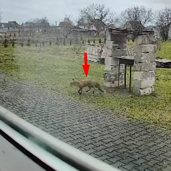 Дикая лиса в Ракитнице отловлена и нейтрализована