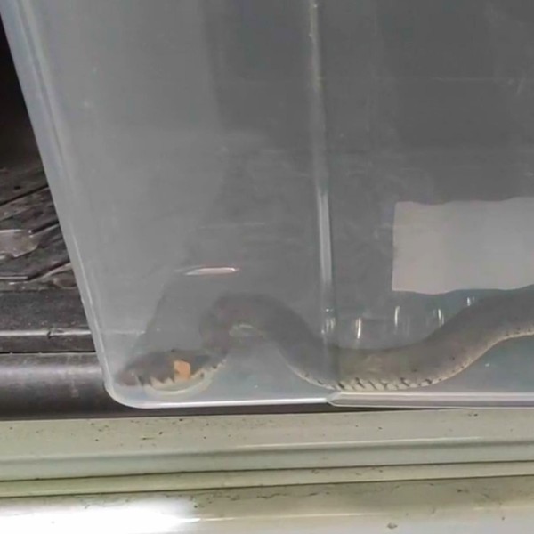 Читатель: Заснял в Бресте, как змея тащит пойманную лягушку