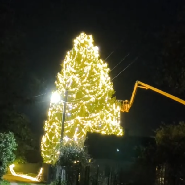 В Бресте украсили огромную ель к Новому году — видео