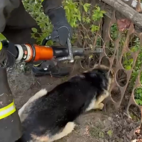 Собака застряла в заборе и не могла выбраться — на помощь пришли спасатели