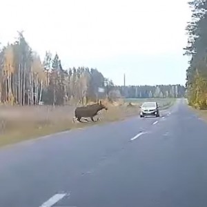 На дорогах Беларуси: внезапный лось на трассе (видео)