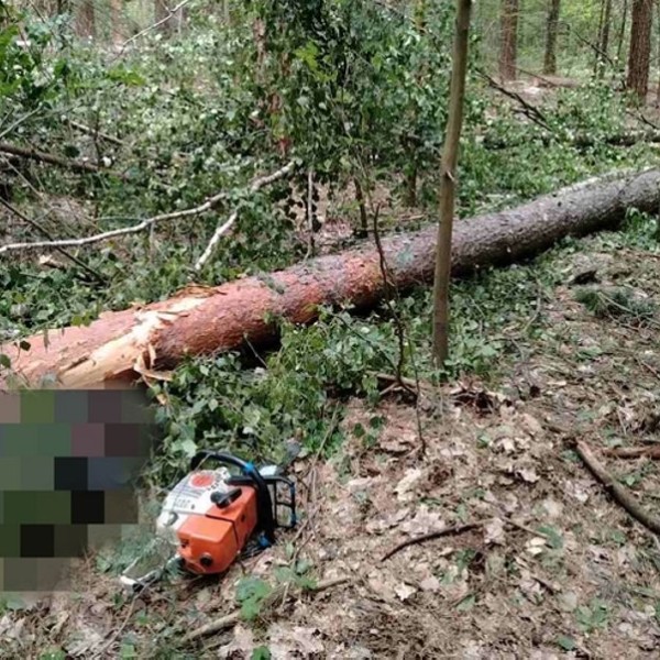 В Беларуси упавшая сосна убила вальщика леса