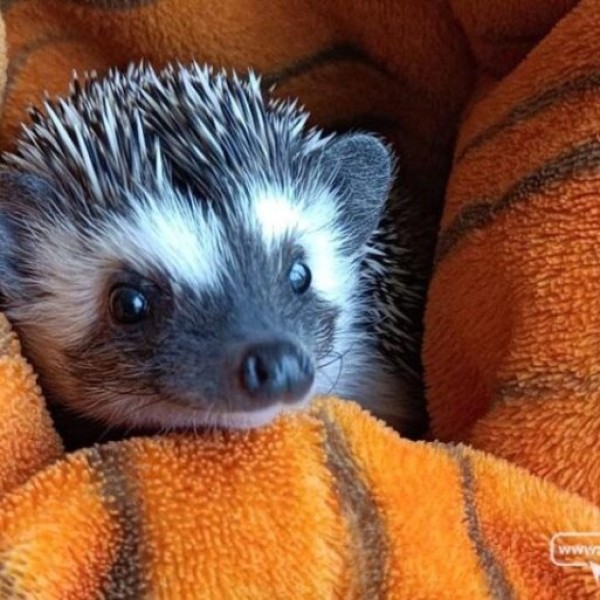 Ежик Пыхтоша появился в семье белорусов