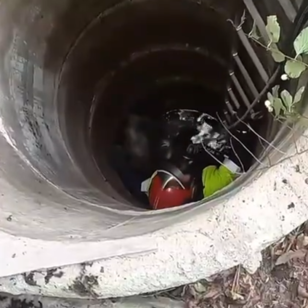 В Ивановском районе из колодца достали овечку