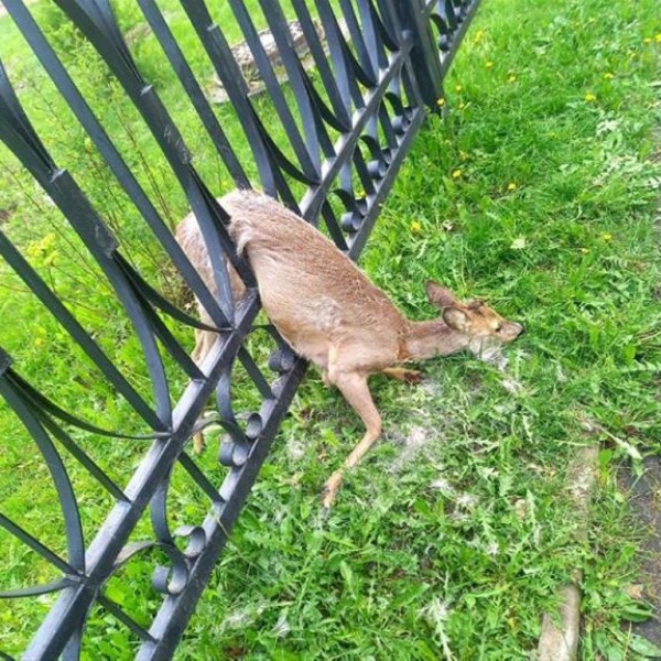 В Новополоцке сотрудники МЧС спасли олененка, застрявшего в заборе