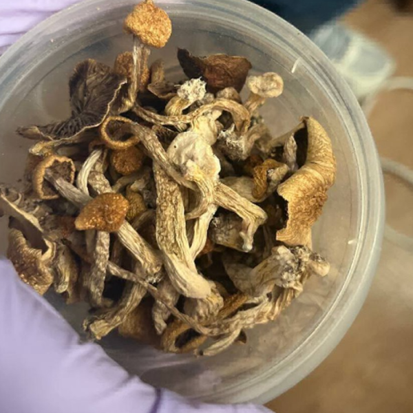 Оперативники наркоконтроля обнаружили у жителя Пружан галлюциногенные грибы