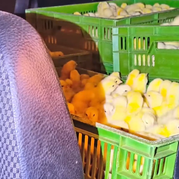 В Беларуси сотрудник птицефабрики похитил около 20 тысяч цыплят. Как он это сделал?