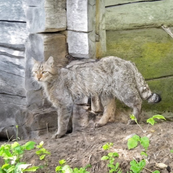 Завели кота или собаку в Беларуси — у вас есть три дня: что нужно знать о регистрации