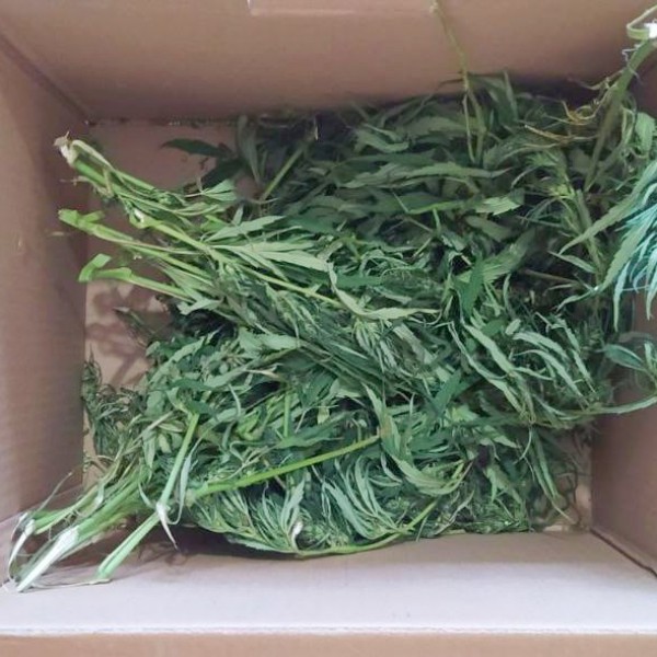 Белорус хранил на балконе свыше 100 гр марихуаны, возбуждено уголовное дело