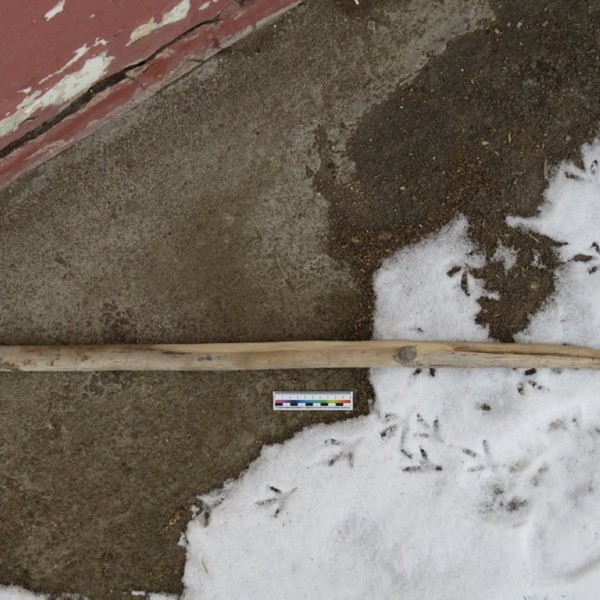 Белорус напоролся на черенок лопаты и погиб