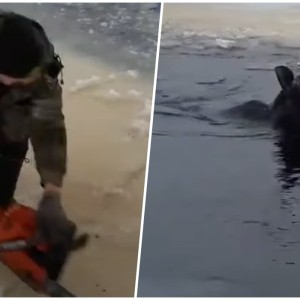 «Бегали вокруг него минут 30—40». В Беларуси лесники спасли лося из ледяной воды