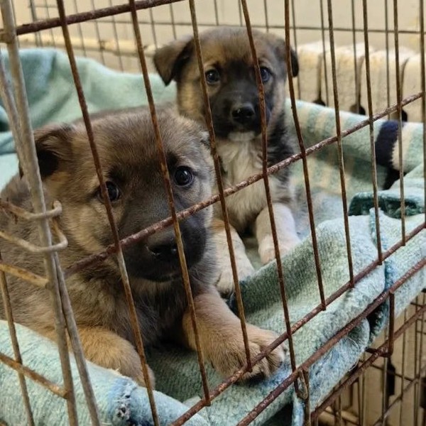 В Беларуси женщина не смогла пристроить щенков и выбросила их на помойку. Что известно о их судьбе?