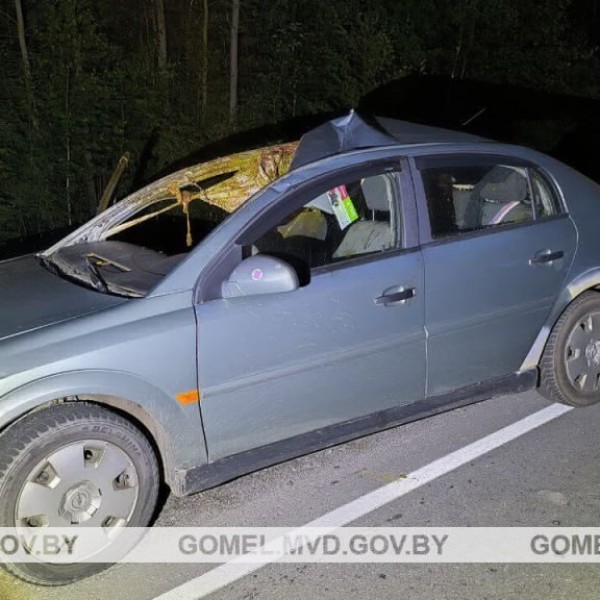 В Беларуси авто врезалось в выбежавшего лося, пострадала пассажирка и ее 6-летняя дочь
