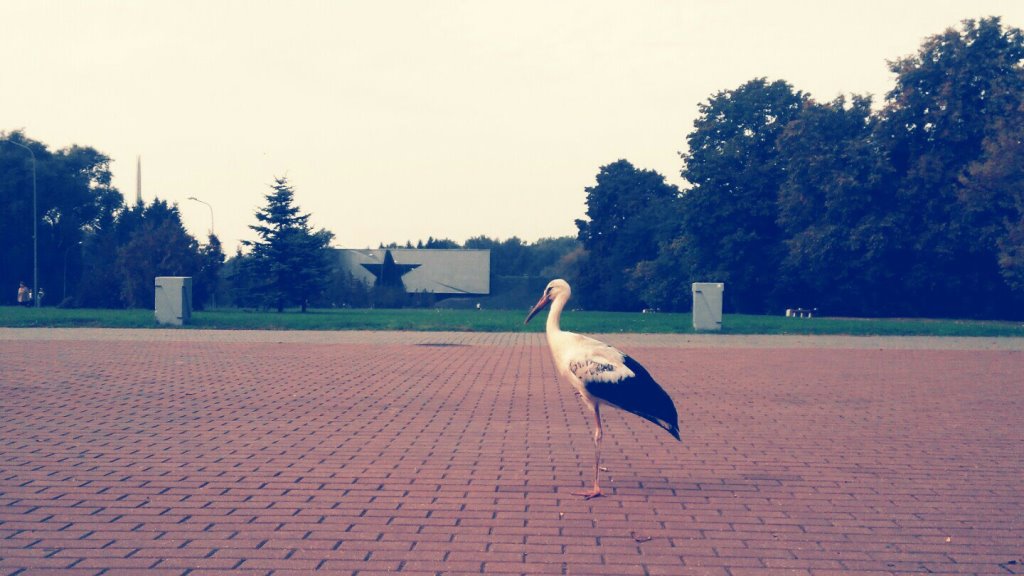 Над Брестом заметили перелетных журавлей. Птицы возвращаются в Беларусь?