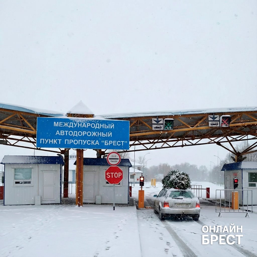 Можно ли провозить в Беларусь через границу живые ёлки на машине? Вот ответ