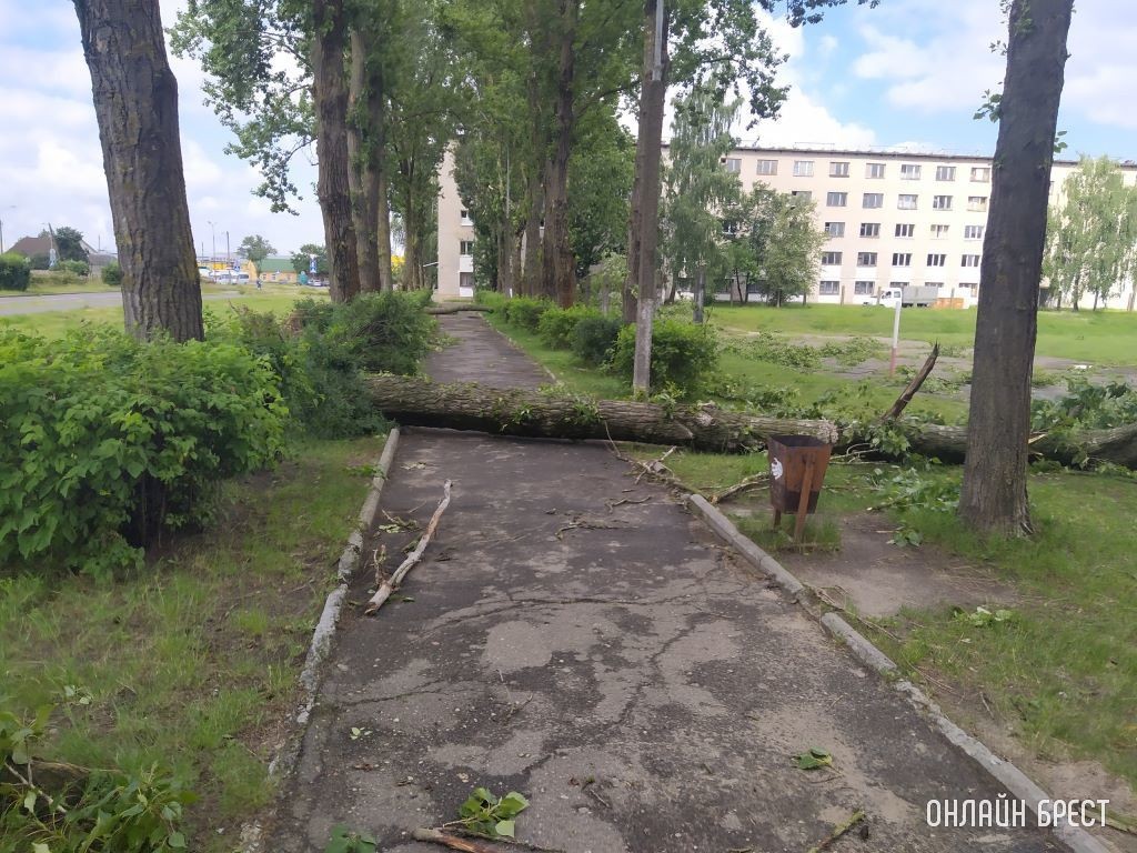 В Бресте усилился ветер. Коммунальники предупреждают и просят