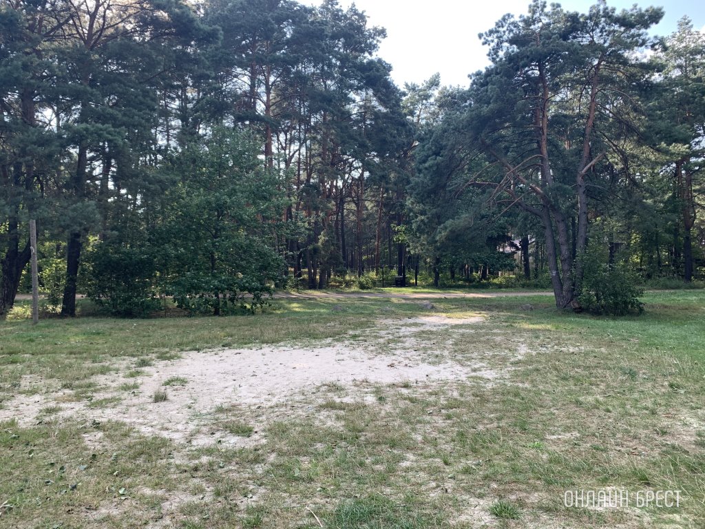 Обновленный Лесной кодекс вступил в силу. Что изменилось?