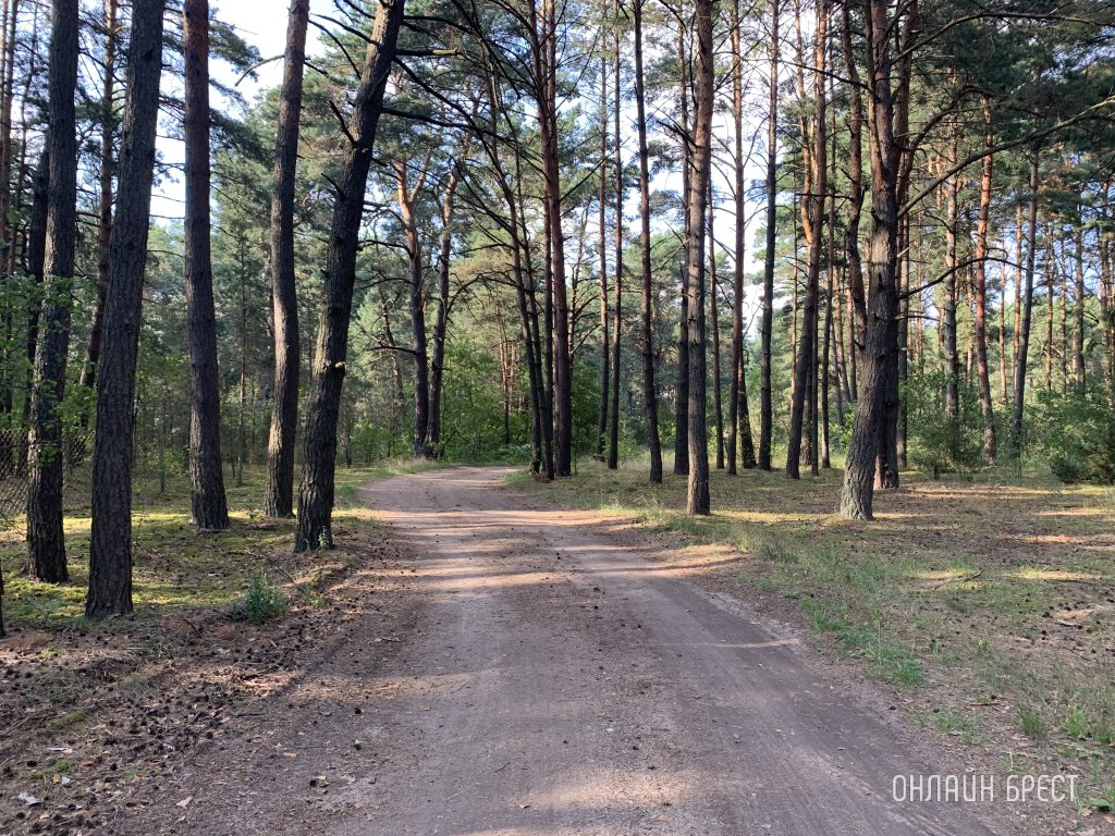 В МЧС рассказали, что поможет сохранить жизнь, если потерялся в лесу