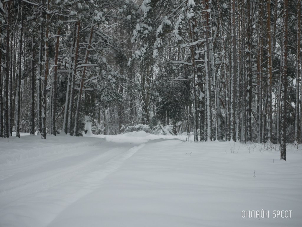 В Кобринском районе изменены границы, режим охраны и использования заказника «Ель»