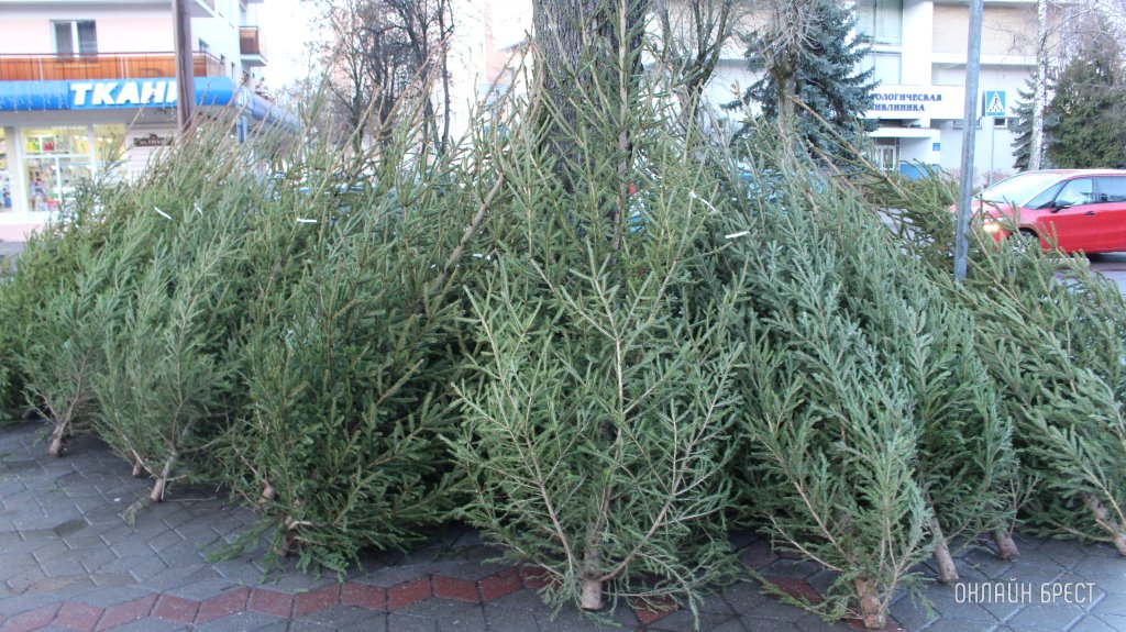 Елочные базары от Брестского лесхоза: где и как работают, какие цены?