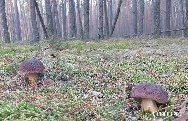 Выкручивать или срезать грибы при сборе? Рассказала эксперт