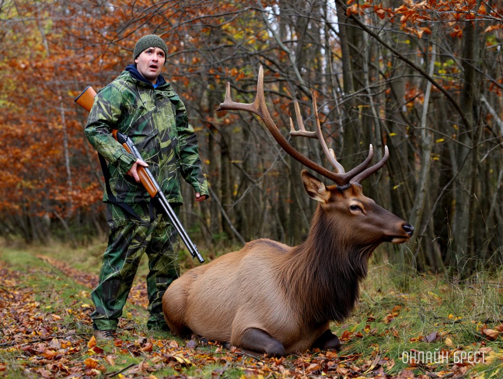 В Беларуси браконьер убил беременную лосиху — ущерб оценили в 50 тысяч рублей