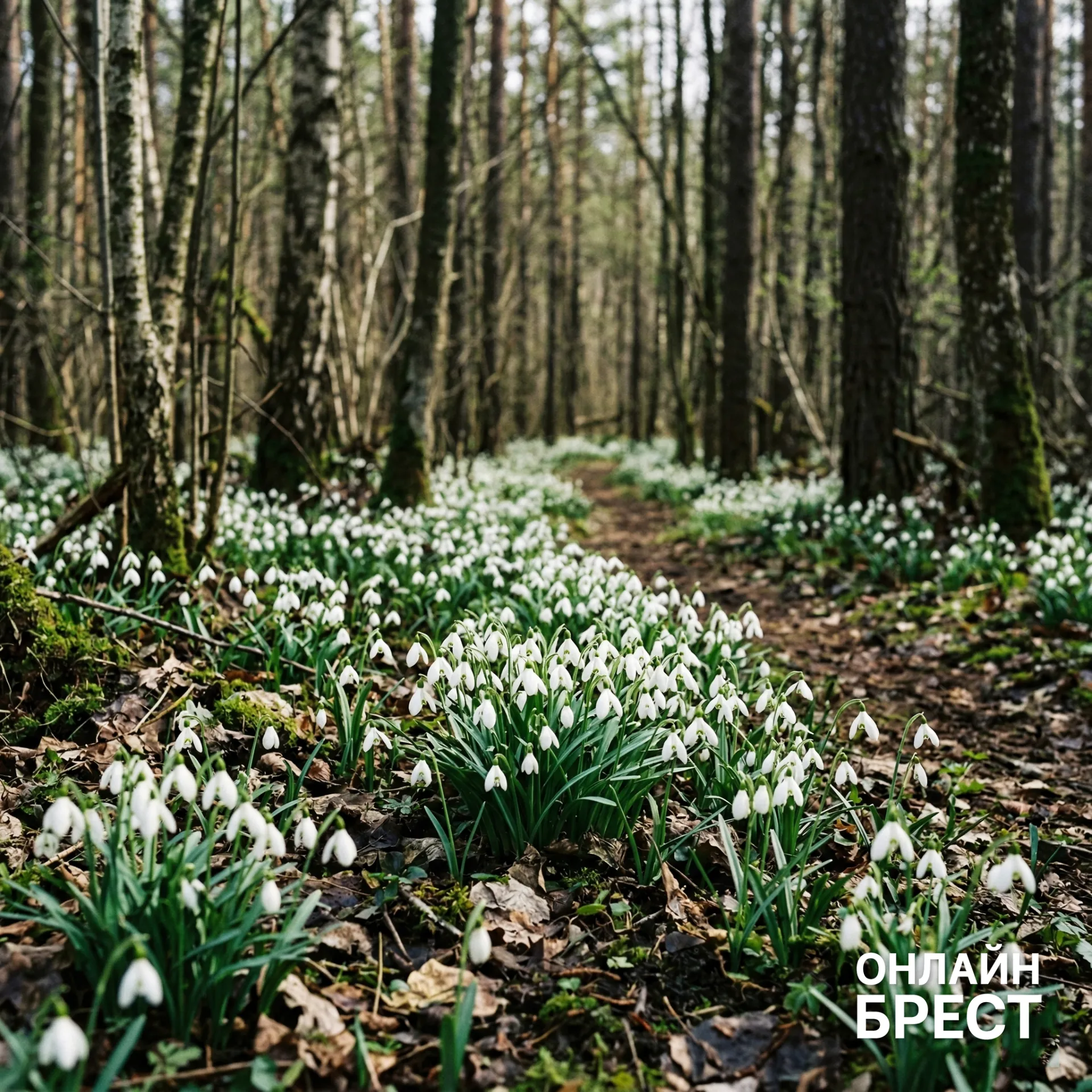 Белорусам напомнили, за какие весенние цветы можно получить штраф до 1350 рублей