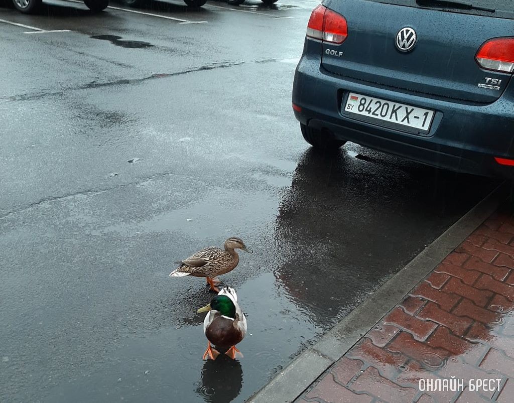 Фото носит иллюстративный характер