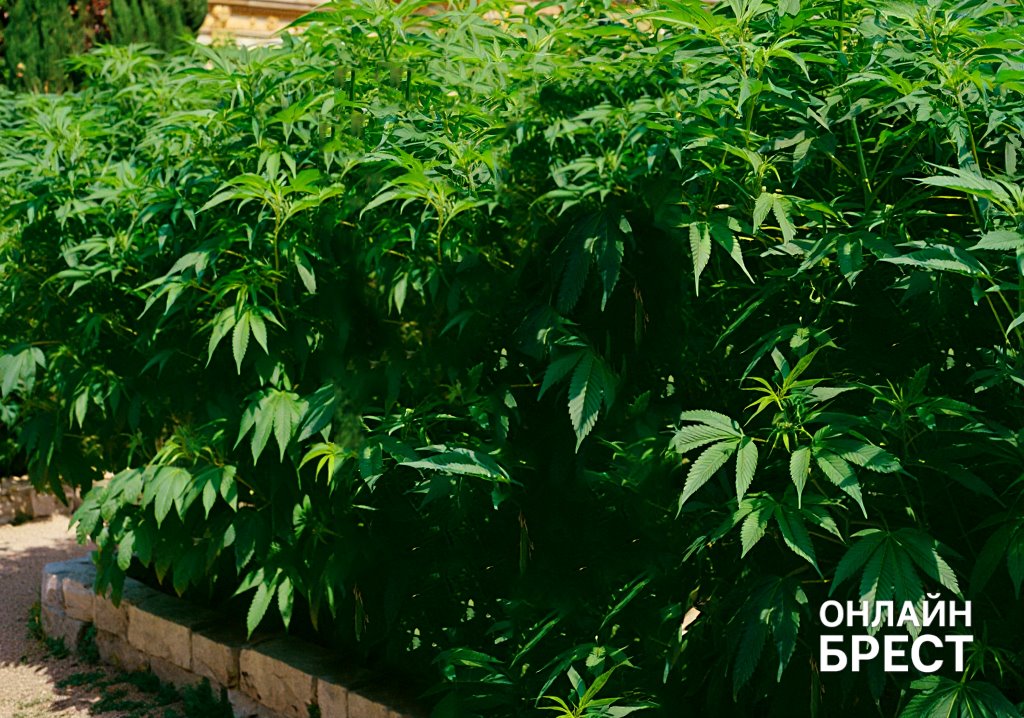 Житель Барановичей случайно нашел коноплю, решил продать и получил срок