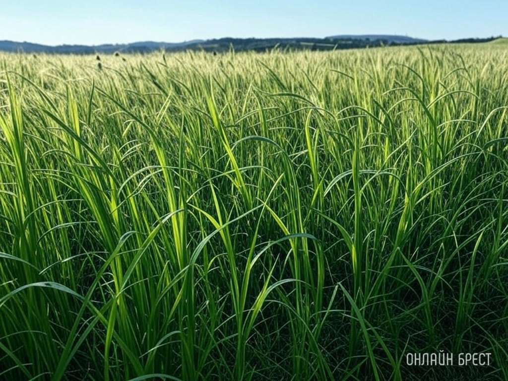 Комитетом госконтроля Брестской области начата проверка ГП «Брест-травы»