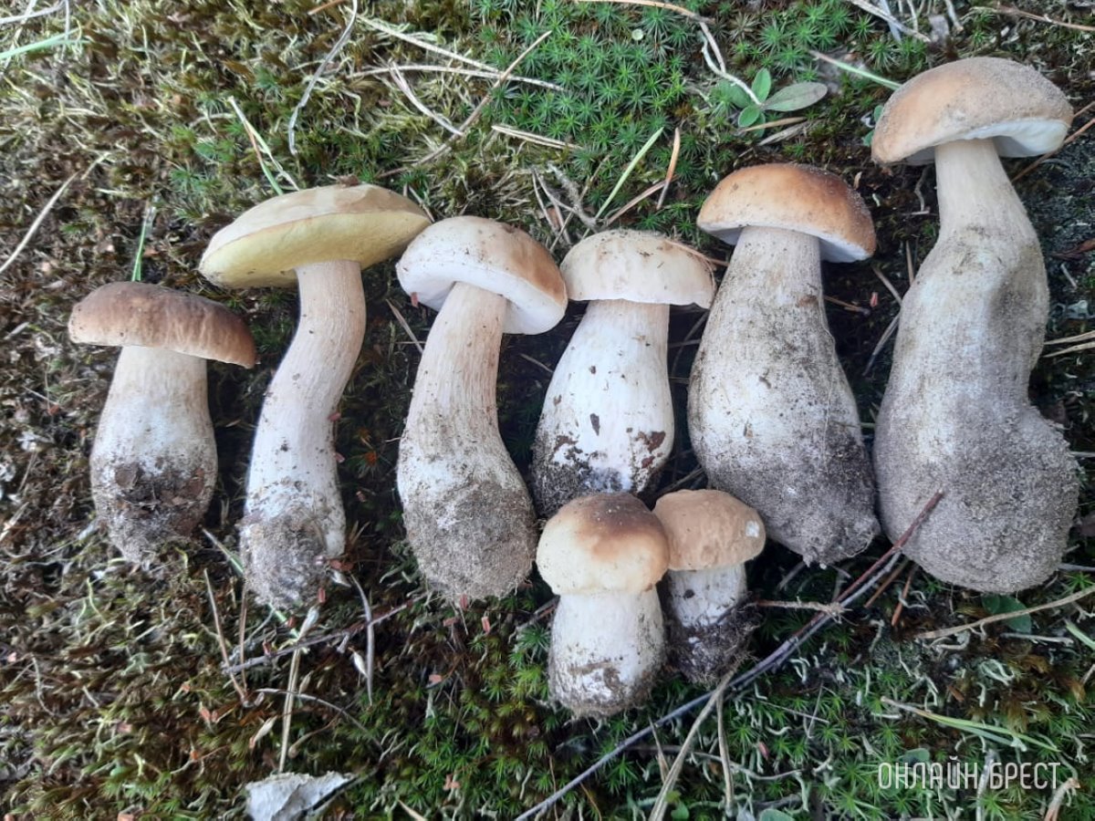 Белкоопсоюз рассказал о закупочных ценах на ягоды и грибы