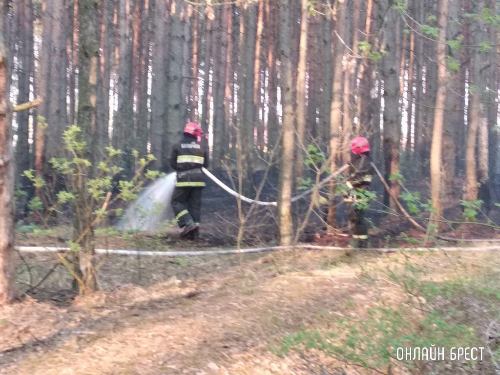 Фото носит иллюстративный характер