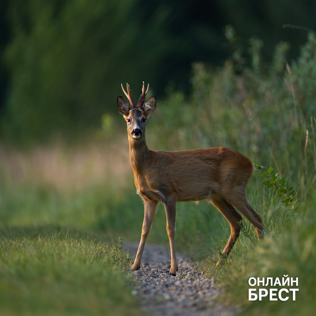 Житель Пружанского района продавал мясо косули под видом мяса домашней козы